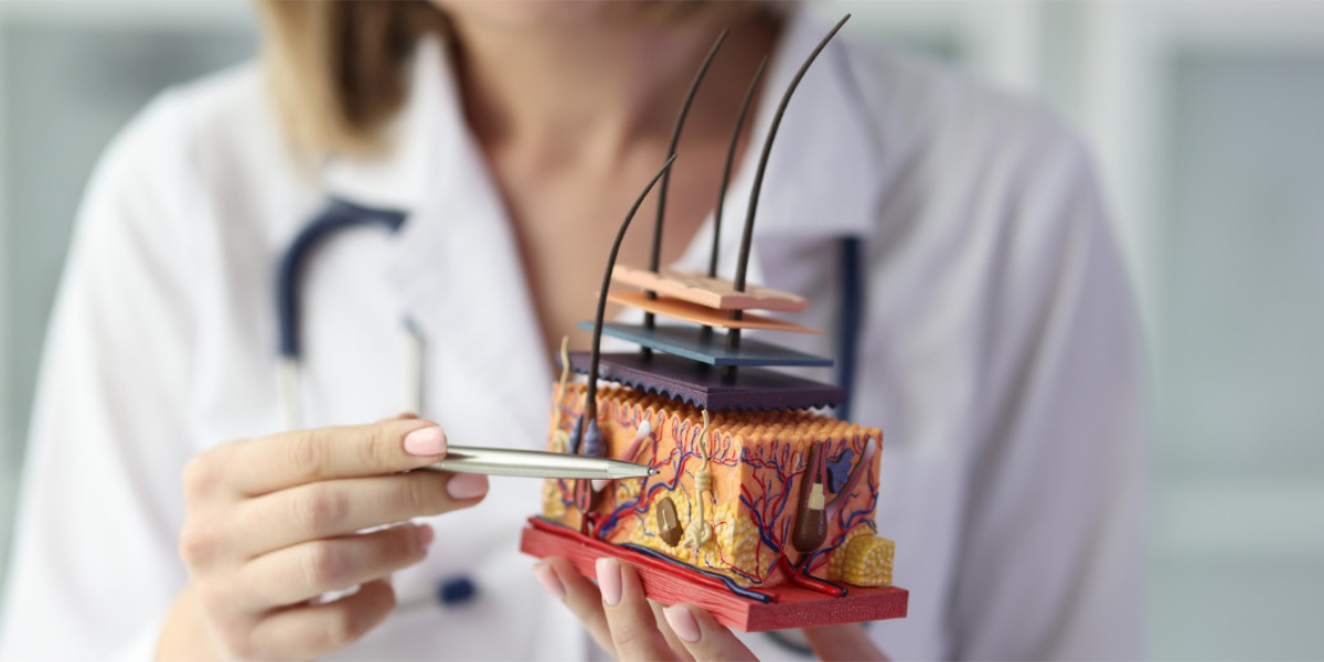 An image of a doctor explaining the hair growth process
